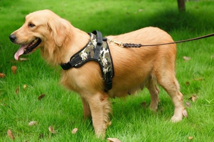 Un chien avec un harnais