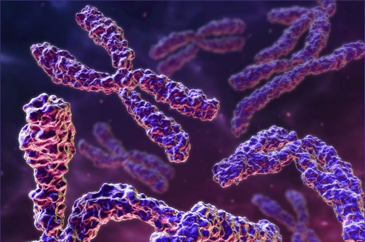 Chaîne chromosomique