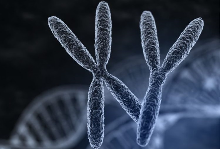 Chromosomes X et Y