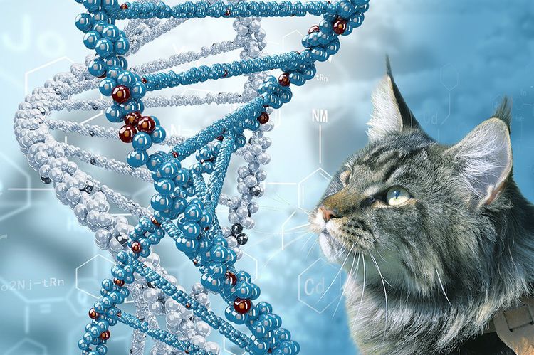 Un chat et une chaîne de chromosomes