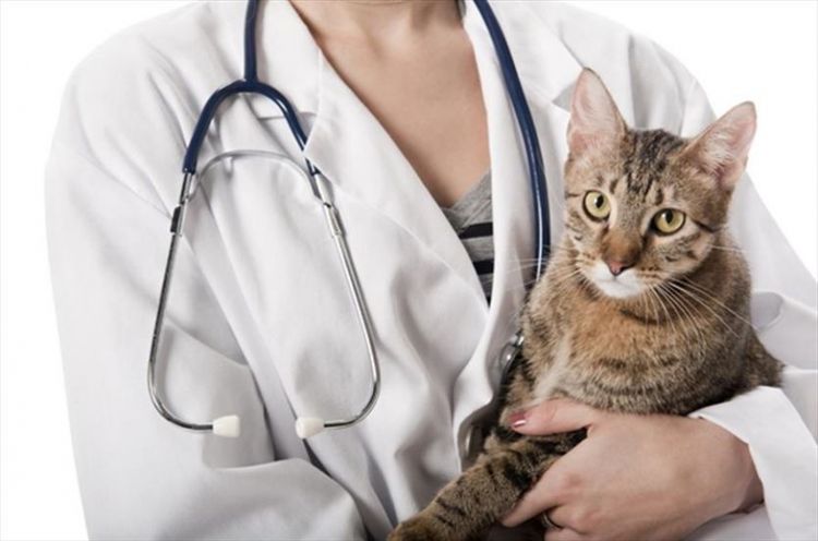 Un chat dans les bras du médecin
