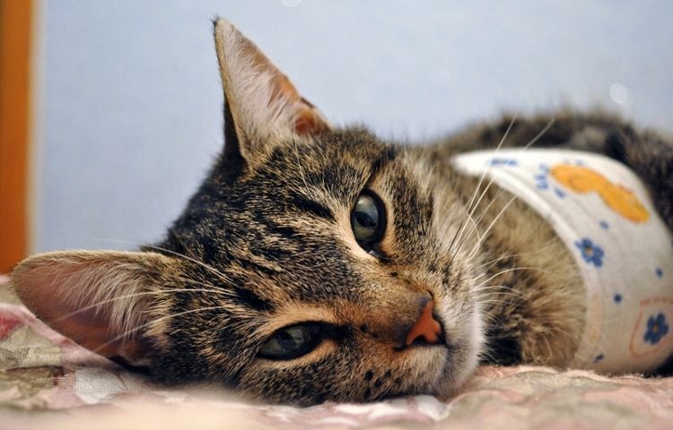 Chat après stérilisation