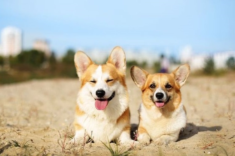 Welsh Corgi sur la plage