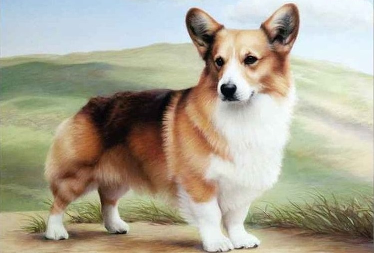 Welsh Corgi