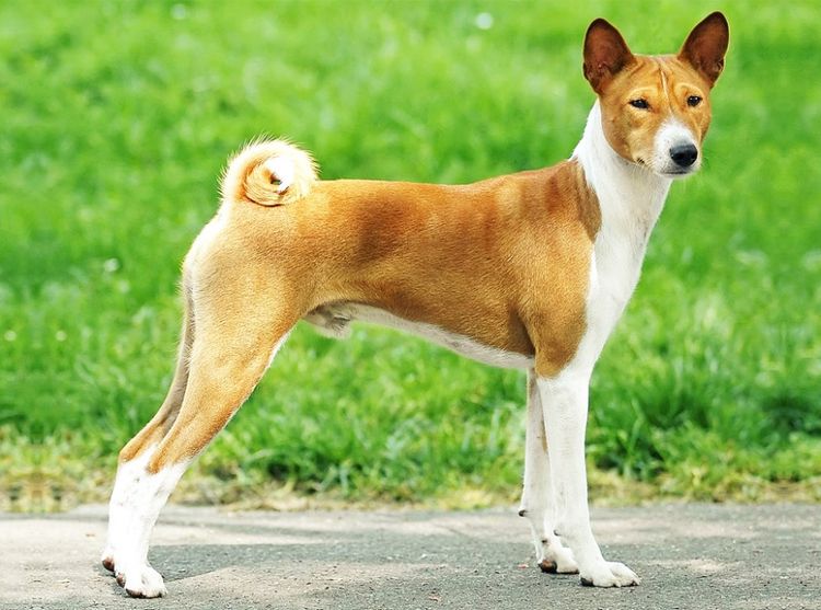 race Basenji