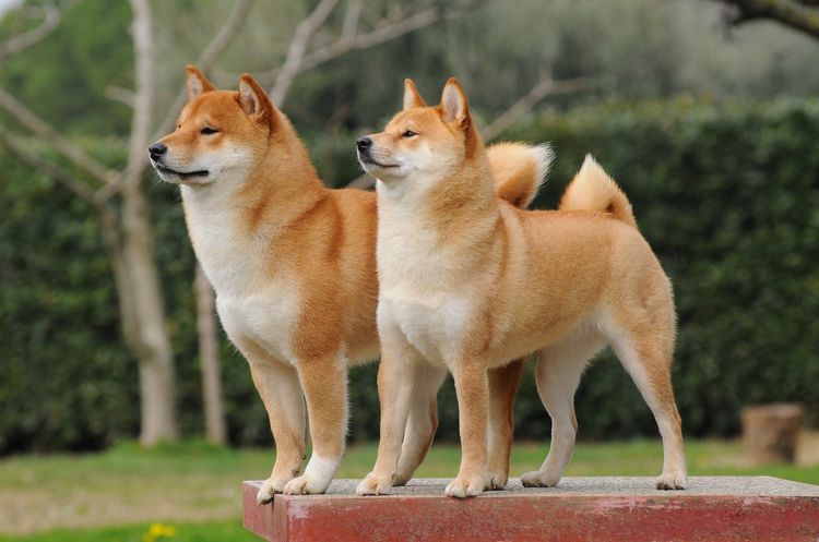 Shiba Inu