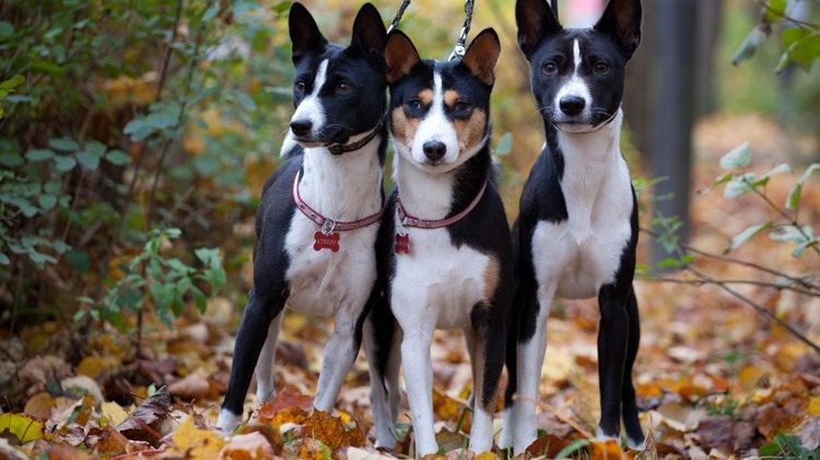 Basenji