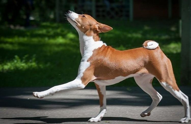 Basenji arrive
