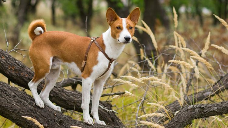 Basenji sur un arbre