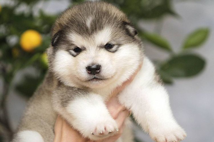 Malamute d'Alaska