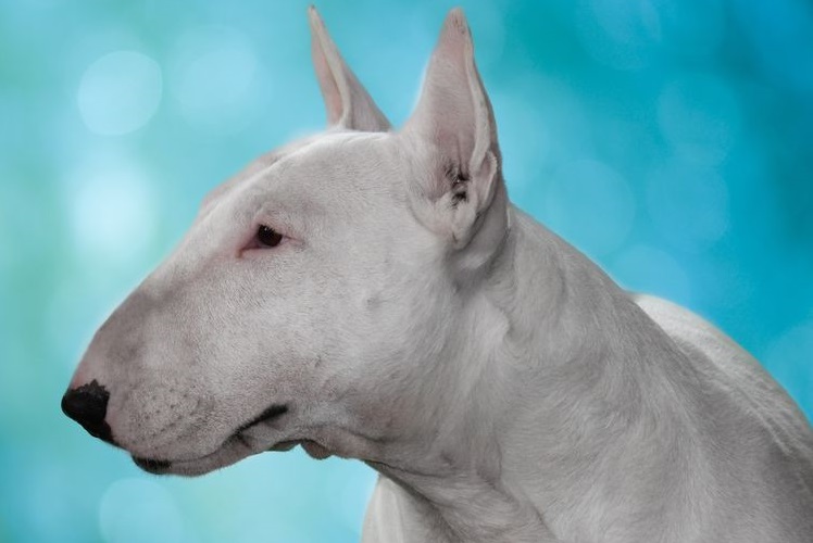Bull Terrier