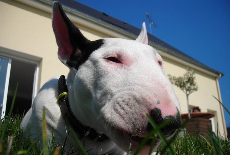 Bull Terrier dans l'herbe