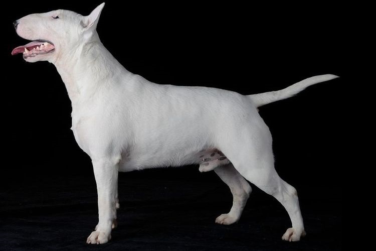 Bull Terrier sur fond noir