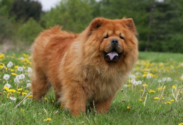 Un chow-chow se tient dans une prairie