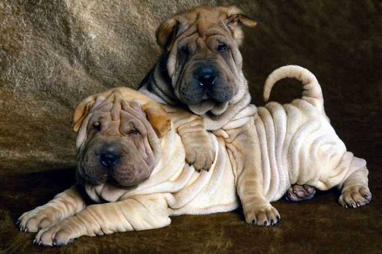 Shar Pei