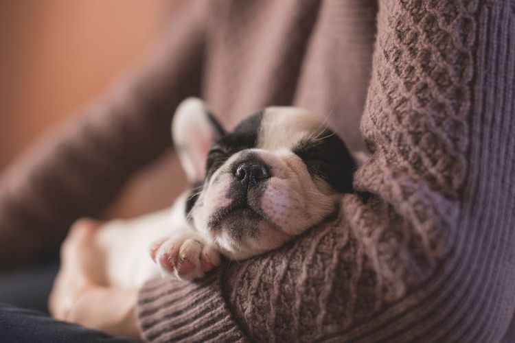 Le chien dort dans les bras de son maître