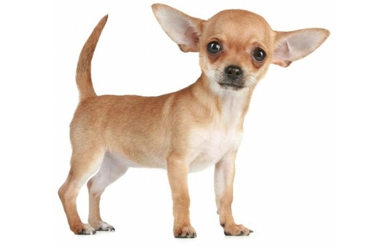 Chihuahua