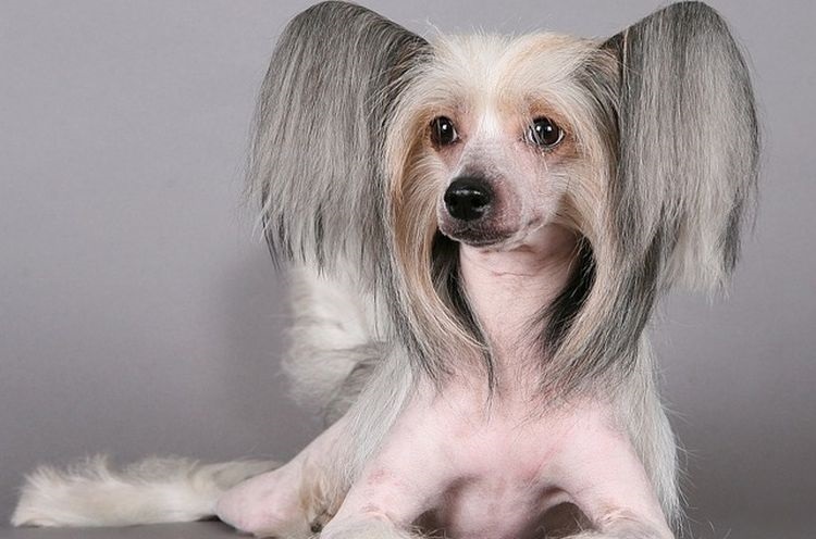 Chien chinois à crête