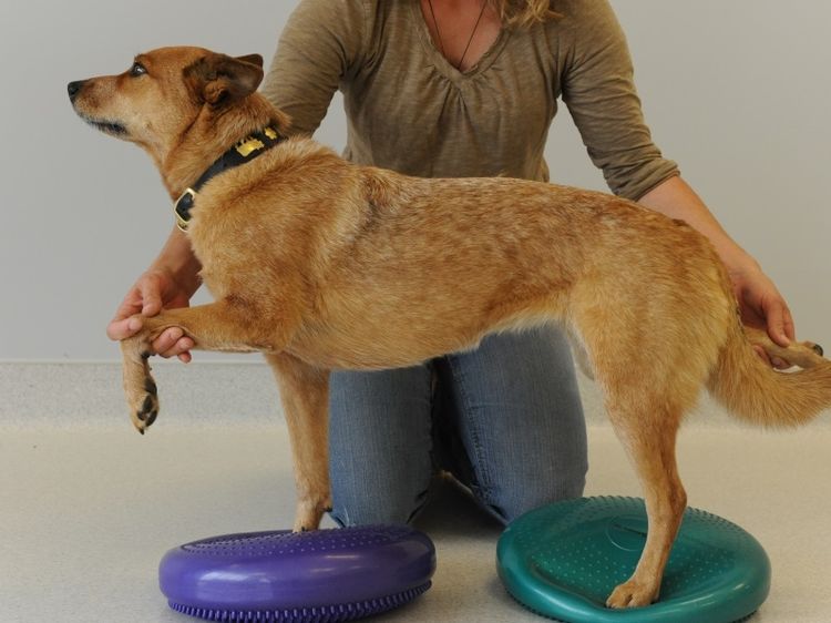 Gymnastique pour les articulations