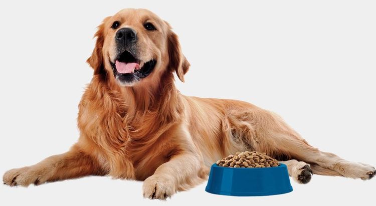 Un chien avec une gamelle de nourriture