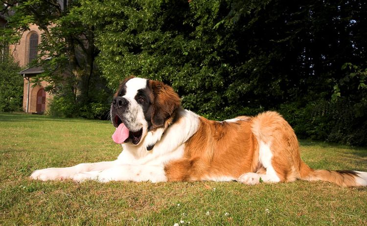 Saint-Bernard