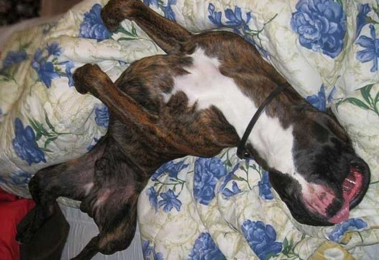 Le chien a des convulsions.