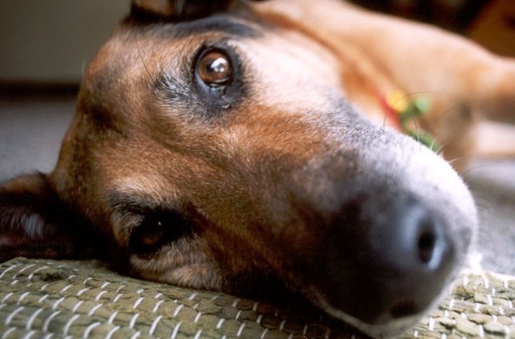 Le chien est couché