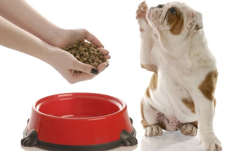 Le chien réclame des croquettes