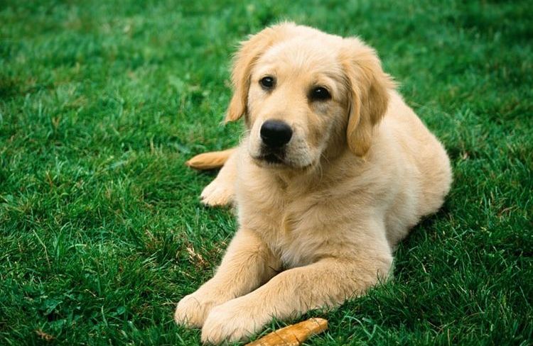 Un chien dans la nature