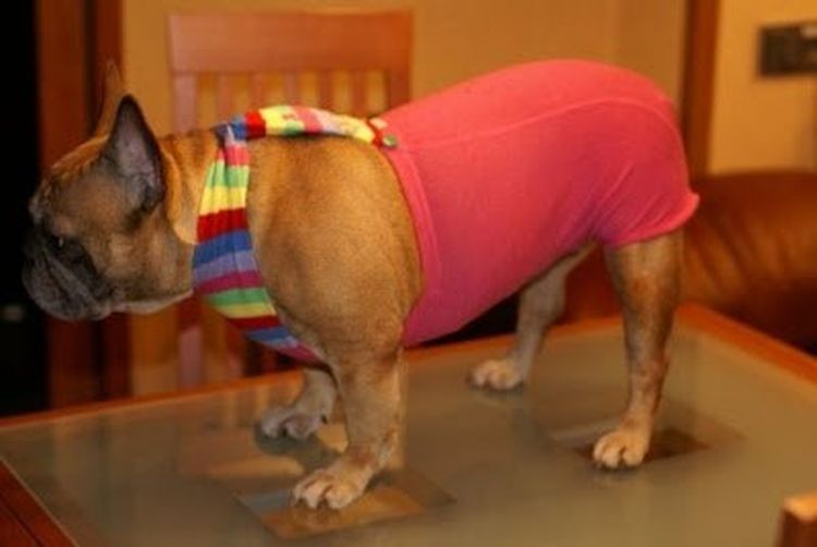 Un chien portant des sous-vêtements spéciaux