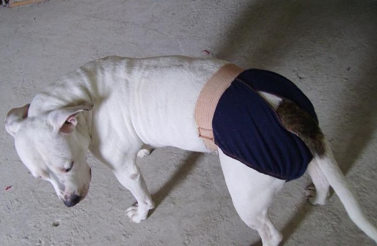 Une chienne portant des sous-vêtements spéciaux pour ses chaleurs.