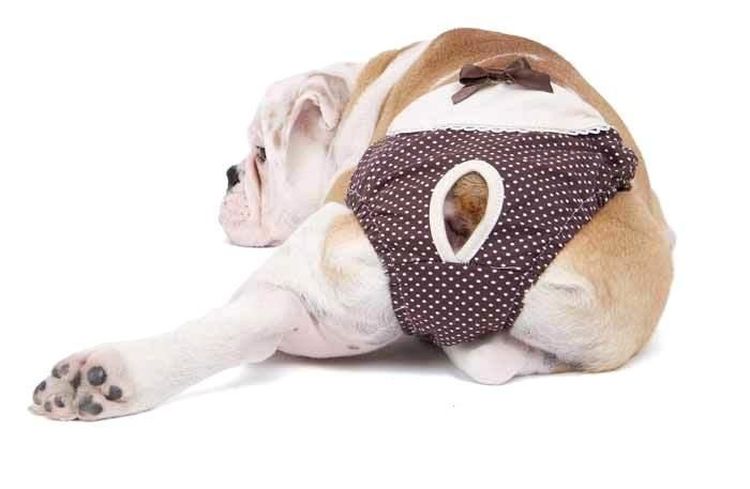 Un chien en culotte hygiénique