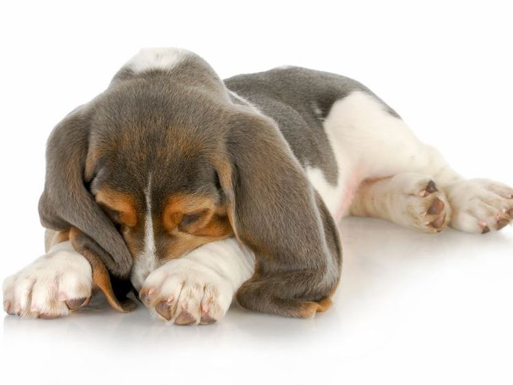 Le chien cache son visage