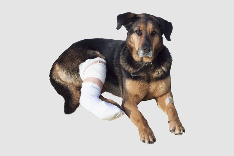 Un chien avec une patte cassée