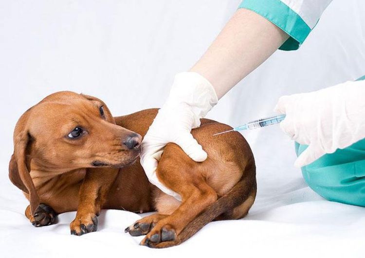 Injection dans la cuisse du chien