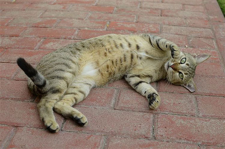 Race de chat Mau arabe