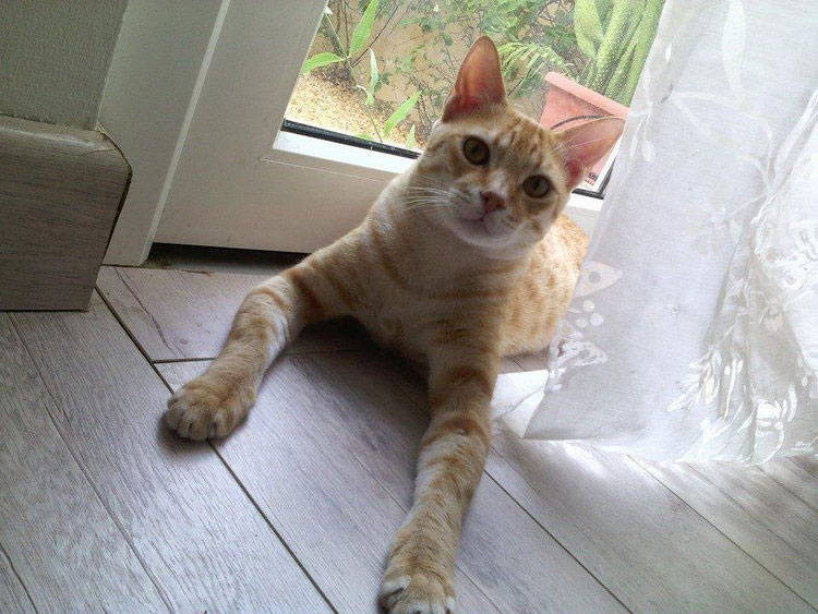 Achetez un Mau arabe