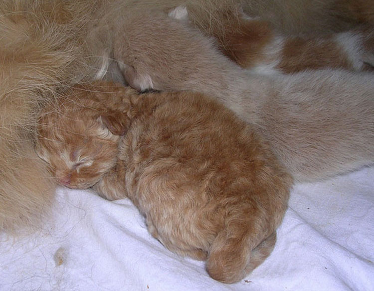 Où acheter un Bohemian Rex