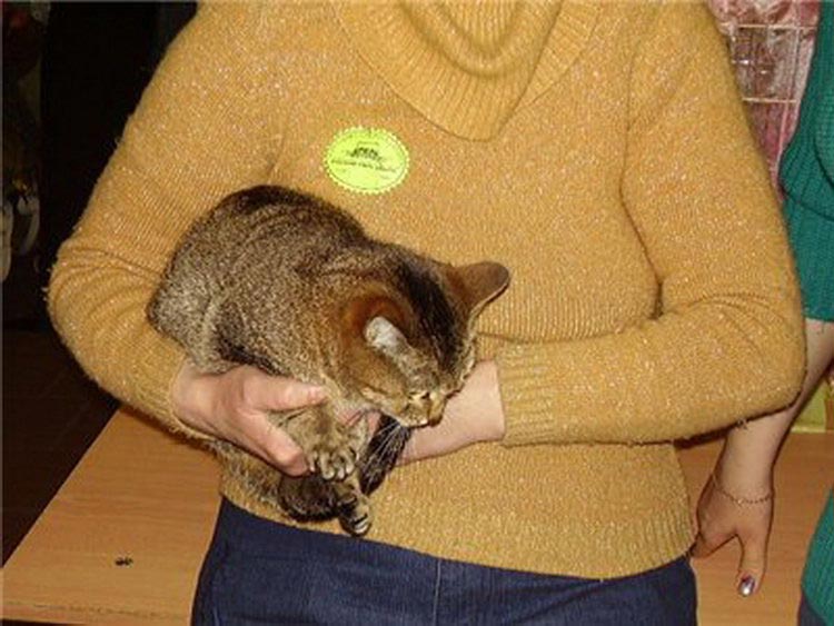 Chat de Ceylan lors d'une exposition