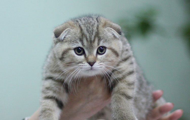 Prix du chaton Flappy