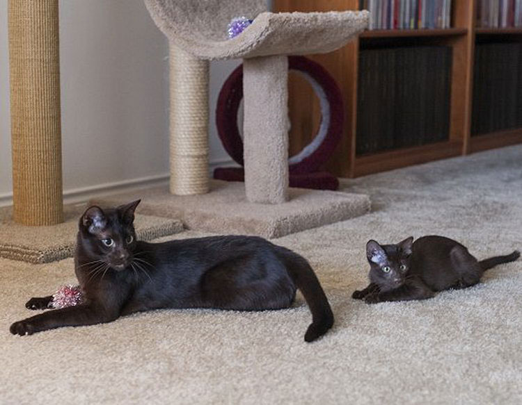 Chat et chaton Havana Brown
