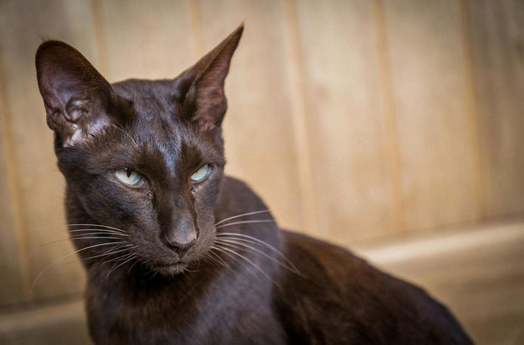 photo de race Havana