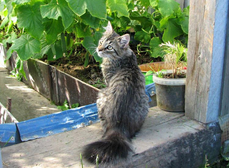 Chats Bobtail de Carélie