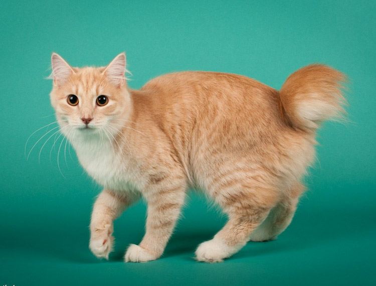 bobtail rouge de Carélie