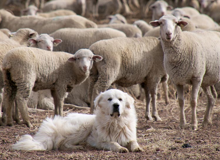 Montagnes pyrénéennes au travail