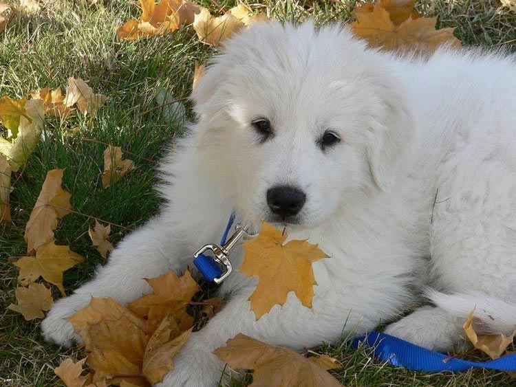 chiot Grand Pyrénéen
