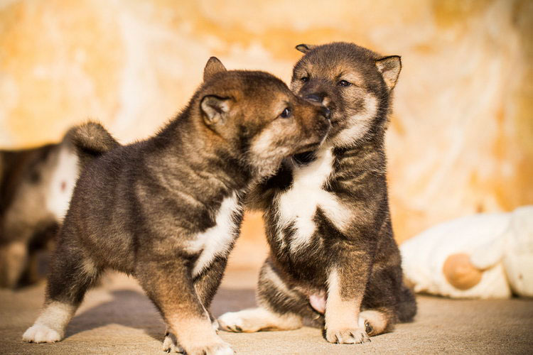 Chiots Shikoku
