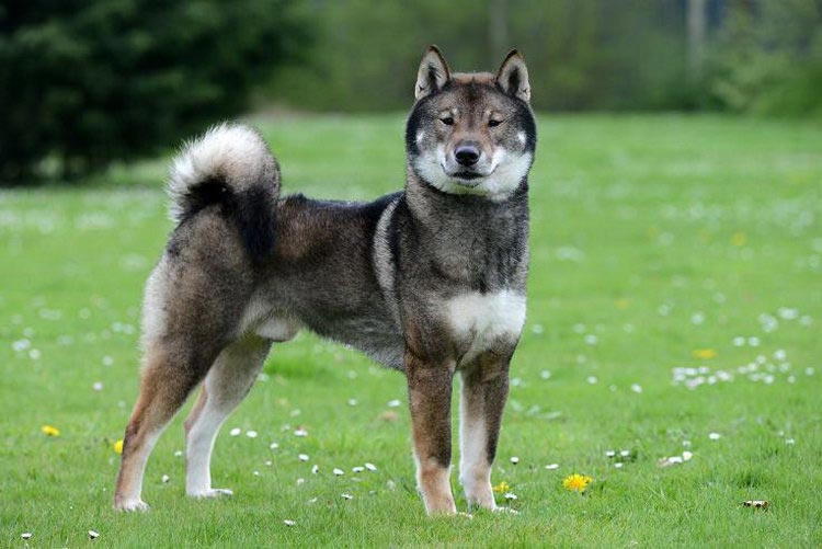 À quoi ressemble Shikoku ?