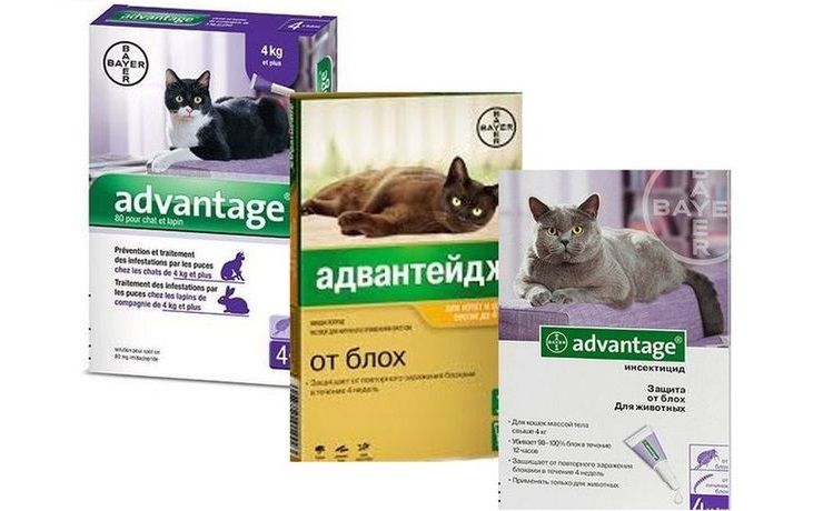 Avantage pour les chats