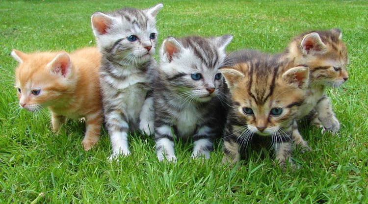 Des chatons sur l'herbe